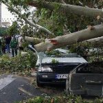 ویدئو هولناک از لحظه سقوط درخت غول پیکر روی سر مردم در لاهیجان