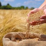 نرخ پیشنهادی ۳۲ هزار تومان برای گندم رد شد