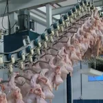 هشترود یکی از قطب‌های اصلی و مهم تولید مرغ در آذربایجان شرقی