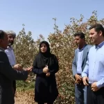 ۲۴۰ هزار تن پسته برای فروش روانه بازار می‌شود