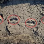 کشف رد پاهای ۳.۶ میلیون ساله در آفریقای جنوبی که دست‌نخورده باقی مانده است!