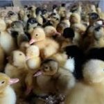 اتفاق عجیبی که موجب بستهشدن یک اتوبان تهران شد + فیلم اتفاق عجیبی که موجب بستهشدن یک اتوبان تهران شد + فیلم