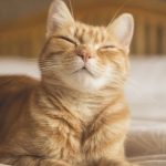 دانشمندان یک راه ساده برای ارتباط با گربهها کشف کردند دانشمندان یک راه ساده برای ارتباط با گربهها کشف کردند