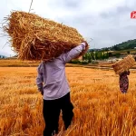 جدال دستگاه‌ها سر تعیین قیمت خرید تضمینی گندم / تعیین نرخ زیر ۳۰ هزار تومان خلاف اصول خودکفایی است