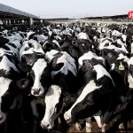 قیمت گوساله زنده بالا رفت / عامل اصلی افزایش بها چیست؟