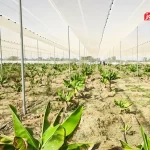 خودکفایی در تولید موز؛ وعده‌ای که برای ایران گران تمام می‌شود!