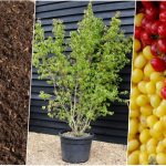 روش کاشت هسته زغال اخته در گلدان+ روش نگهداری