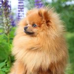 همه چیز درباره سگ نژاد پامرانین • مجله تصویر زندگی