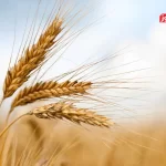 بلاتکلیفی در تعیین قیمت گندم