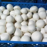 تولید قارچ به ۲۲۰ هزارتن می‌رسد