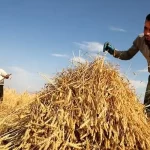 قیمت خرید تضمینی گندم نباید زیر ۳۰ هزار تومان باشد