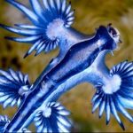 زیبا اما خطرناک؛ هجوم اژدهای آبی نادر باعث تعطیلی سواحل اسپانیا شد