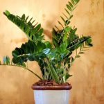 علت خم شدن گیاه زاموفیلیا و نحوه رفع آن