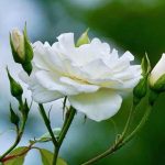 تعبیر خواب چیدن گل سفید + معنی چیدن گل سفید در خواب چیست