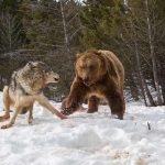 تعبیر خواب گرگ و خرس + معنی گرگ و خرس در خواب چیست تعبیر خواب گرگ و خرس + معنی گرگ و خرس در خواب چیست