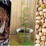 آموزش کاشت پسته خام در گلدان + روش نگهداری