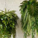 دلایل توقف رشد گیاهان آپارتمانی و راهکارهای رفع آن