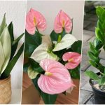 گل‌های آپارتمانی سایه‌دوست که خانه شما را زیبا می‌کنند