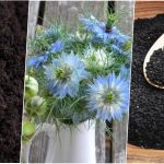 آموزش کاشت و برداشت بذر سیاه دانه در گلدان + روش نگهداری