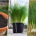 آموزش کاشت پیازچه در گلدان + روش نگهداری