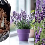 نحوه کاشت و نگهداری اسطوخودوس در گلدان برای تازه‌ کارها