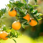 تعبیر خواب پرتقال خریدن + معنی پرتقال خریدن در خواب های ما چیست