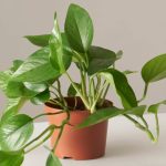 نور مناسب برای پتوس؛ بهترین جای خانه کجاست؟