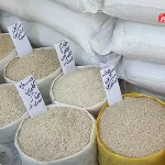 سود ۳۰ درصدی شرکت‌های بزرگ از فروش برنج / قیمت برنج نو در مقصد باید زیر ۳۰۰ هزار تومان باشد