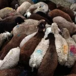 قیمت دام زنده امروز ۱۸ شهریور 1404 + جدول