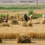ضرورت واردات ۵ میلیون تن گندم کسری کشور
