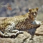 مشاهده پلنگ ایرانی در جنگل‌های هیرکانی املش