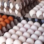 اعلام قیمت انواع تخم مرغ پوست سفید