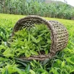 خرید تضمینی برگ سبز چای از ۸۷ هزارتن فراتر رفت خرید تضمینی برگ سبز چای از ۸۷ هزارتن فراتر رفت