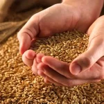 در مورد تأخیر در قیمت گذاری گندم، وزیر جهاد کشاورزی باید پاسخگو باشد