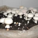 قارچ توسط صنایع گران تر به فروش می‌رسد