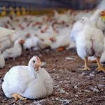 قیمت جدید جوجه یک‌روزه و مرغ گرم اعلام شد