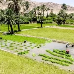 17 استان برنج غیر مجاز کشت می‌کنند