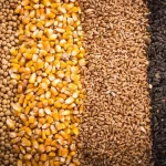 علت تاخیر در تامین نهاده دام