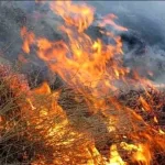 ۵۰ هکتار از مراتع و مناطق حفاظتشده شهرستان در آتش سوخت – سلام نو ۵۰ هکتار از مراتع و مناطق حفاظتشده شهرستان در آتش سوخت – سلام نو