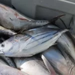 افزایش سهم تحقیقات شیلاتی در امنیت غذایی