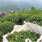 خرید تضمینی برگ سبز چای