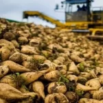 کام کشاورزان لرستان با نبود مشتری تلخ شد