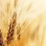 میزان افزایش قیمت گندم مشخص شد/ قیمت جدید گندم تا چه عددی بالا میرود؟ میزان افزایش قیمت گندم مشخص شد/ قیمت جدید گندم تا چه عددی بالا میرود؟