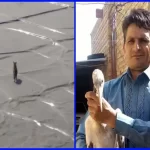 نجات دو گونه حیات وحش در تایباد با همکاری مردم