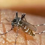 ۶۶ نفر در هرمزگان به تب دنگی مبتلا شدند