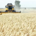 یک پنجم حق بیمه سهم گندمکاران واریز شد