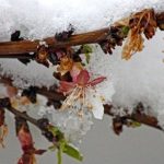 هشدار نارنجی برای سرمازدگی برای کشاورزان در شرق کشور