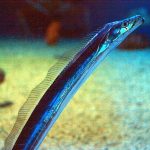 این ماهی لذیذ و زیبای خلیج فارس فقط به خارجیها میرسد این ماهی لذیذ و زیبای خلیج فارس فقط به خارجیها میرسد