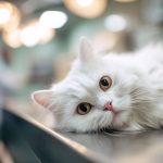 نجات گربه ها از مرگ؛ درمان بیماری FIP گربه دیگر غیرممکن نیست – سلام نو