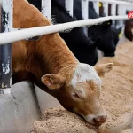 قیمت دام زنده امروز ۲۸ مهر 1404 + جدول قیمت دام زنده امروز ۲۸ مهر 1404 + جدول